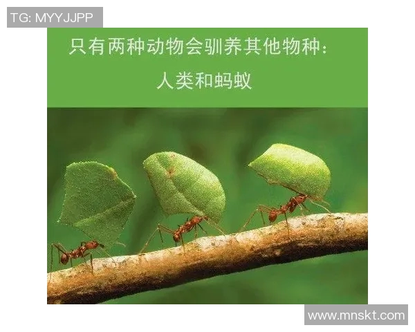 你不知道的三分王：十大冷知识大揭秘